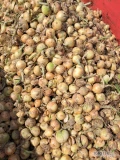 Sprzedam cebule ozima lekko podsuszona (5 dni na polu lezy) do 50 ton