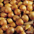 Cipolla gialla bianca e dorata
