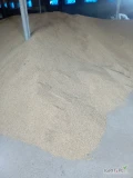 Sprzedam jęczmień jary paszowy 25 ton cena netto gotówka lub przedpłata załadunek auta 10 minut waga na miejscu 