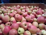 Sprzedam za Wagę w skrzyni Princ,  Szampion z KA + fresh 