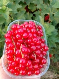 Porzeczka czerwona deserowa, najchętniej 250g, global