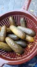 Sprzedam ogórki kiszone od 6 do 12 cm . ok 4 ton .opakowanie do uzgodnienia 