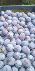 Piękna Dąbrowicka, rozmiar 43+, sztywna