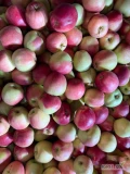 Sprzedam ligola za wagę w skrzyni. Chłodnia+ smart fresh. Duża ilość skrzyń.