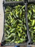 Sprzedam ogórki świeże 6-9 i 9-12, opakowanie skrzynka plastikowa 14kg, odmiana Sound. Ilości całosamochodowe pod zamówienie, import.