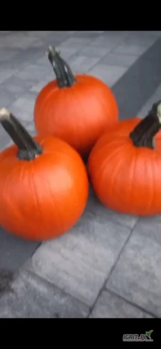 /images/posts/2024/09/1906994/YRqiDWRzhULwpnZYN2tDbveccy2bjS2ZN6i3wD7S.jpeg