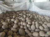 Sprzedam ziemniaki fontanna sadzeniaki około 20 ton .