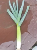 Sprzedam młodego pora kaliber 2+ 