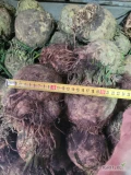 Wita! Sprzedam  grubego selera. Od 0,8 do 2 kg ok 12 ton
