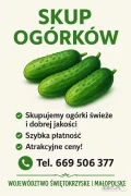 KUPIĘ&nbsp;OGÓRKI&nbsp;DROBNE I GRUBE MAŁOPOLSKIE, ŚWIĘTOKRZYSKIE - NAWIĄŻĘ WSPÓŁPRACE NA CAŁY SEZON&nbsp;&nbsp;