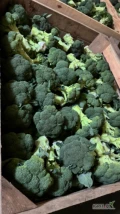 Kupię kalafior 6 sztuk i brokuł 550-900 gram każda ilości 