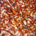 Kukurydza, Gritz,200 t.1300zlt.