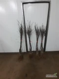 SPRZEDAM DRZEWKA KONFERENCJA PIGWA S1, DARK IDOL M9, GALA S.S M9, GALA S.R M9, PRINS M9, GOLDEN M9, MUNA M9,KORDIA, GRONIASTA