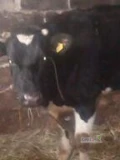 witam   sprzedam  Jaoszke   w wieku   2lata   do  zacielenia  idealna do dalszej chodowli   po bardzo wydajnej madce...