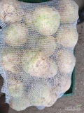 Sprzedam seler handlowy myty, szczotkowany. Kaliber 0,4-1,1 kg, możliwe dostosowanie pod zamówienie.Jakość marketowa.