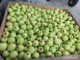 Sprzedam 70 skrzyń  goldena. Jest przełamany  w kolorze. I sprzedam mutsu 26 skrzyn . Zapraszam do kontaktu 510 006 487 