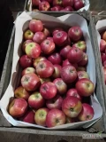 Sprzedam w uniwersalce na kraj Ligol 50 szt Kortland 41 szt Alwa 10 szt. Do sprzedania całość. 