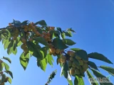 Sprzedam czereśnię tamarę od 23.06.2025 r cena 18 zł kg, potem w następnych dniach cordia i regina.Telefon 501604316.
