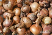 Cebula siewka odmiana Packito
