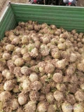 Sprzedam seler korzeniowy na brudno waga od 0.5 - 1kg