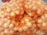 Sprzedam cebula ozimą. Zdrowa, ładna, gruby kaliber od 4.5 w górę. Przewaga 7-8 i grubsza. Obcięty szczypior, gotowa na worek. Cebulka...