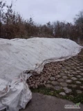 Sprzedam buraczek czerwony odmiana Monty ok 200 t