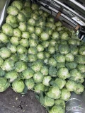 Sprzedam kapustę młodą 1,5kg-2,5kg 
