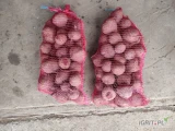 Sprzedam buraka czerwonego z siewu lipcowego, kaliber do 5 cm. Odmiana Zeppo bardzo smaczne. Worek 10, 15 kg ,większe lub skrzyniopalety....