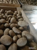 Sprzedam tirowe ilości ziemniaków Melody 50+ worek 10kg. I will sell truck loads of Melody 50+ potatoes, 10kg bag.