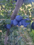 Sprzedam. Najbolia. Twarda gruba. Ok 800 kg. 