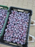 Sprzedam Katinkę jak na zdjęciu z chłodni lub z drzewa. T. 500 873 646