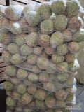 Sprzedam seler myty  kal.od 0.7-1.50kg..opakowanie do uzgodnienia.cena 3zł.kg