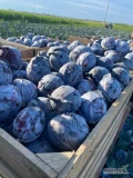 Sprzedam kapustę czerwona ładna z nalotem kaliber 1-3 kg 