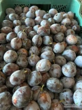 Sprzedam 6ton + Lepotika w plastiku 20kg. 
