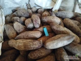 Sprzedam 25 ton grubego buraka podłużnego w big bag