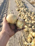Sprzedam cebule luz na teraz około 100 ton cena 1.60 zl netto 