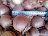 Cebula z siewu wiosennego,odmiana dlugolezaca,kalibracja 6-9,zarówno na obieranie jak i worek.po koszu przyjeciowym,czysta ,sucha bez oznak...