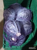 Sprzedam kapuste czerwoną kal.1-2,5 kg.