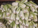 Sprzedam kapustę pekinska drobną do 0.5 kg. Ilosc 200 kg obecnie.