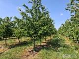 Oferuję pracę przy zrywaniu czeresni ciemnej odmiany Tamara, Regina,Cordia od dnia 25.06.2025 stawka 2 zł za zerwanie 1 kg owoców....