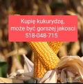 Kupię kukurydzę suchą jak i mokrą. Odbiór z gospodarstwa . Płatne w dniu załadunku
