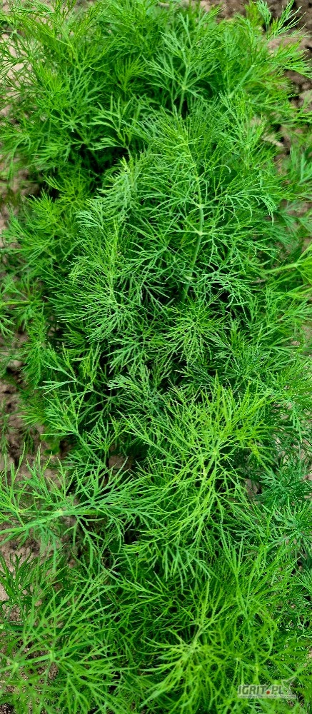 /images/posts/2025/05/2013645/NUB6tsVXxoXMzbLdgKF4CeyUsLj3qFvjeQrDvG16.jpeg