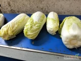 Sprzedam kapustę pekińską ilości większe i mniejsze ,opakowanie do uzgodnienia , ilość około 20 ton tygodniowo