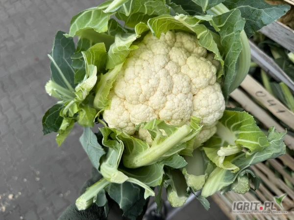 /images/posts/2024/12/1946772/NY1BjlMKETtCmW72BP0KdQhzdwpXj4YL9m159t5T.jpeg