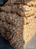 Sprzedam ziemniaki, odmiana gala pakowane w worek 15 kg,  601242959