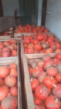 Sprzedam dynię hokkaido, ilość około 2 tony. Kaliber od około 0.7 do 2 kg. Najlepiej na brudno. Więcej info po telefonem.