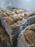 Witam. sprzedam ziemniaki kaliber 35-45mm. odmiana MAZUR 8500kg i SORAYA 4000kg. Spakowane na paletach po 1005kg (67 woreczków po 15kg)