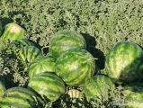 Sprzedam arbuzy (Dolbi) w skrzyniach
