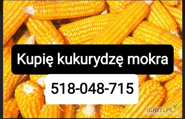 /images/posts/2024/09/1906797/Awr3GJ8lVMCOMcZGDtU6vLBviEdvCNuyEDpWHRMi.jpeg