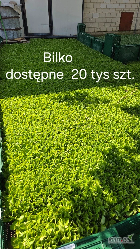 /images/posts/2025/06/2025903/PgG4Q8N5KbCGR2EFAWUOGmvifNUSMqrPAg5JU2mS.jpeg